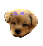 子犬のくるみちゃん☆その1（個別スタンプ：8）