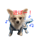 チワワのポッケくん☆その1（個別スタンプ：1）