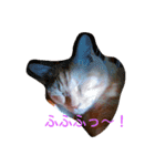 とら猫な寅次郎（個別スタンプ：4）