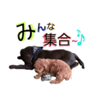 チョコラブ チョコちゃん第2弾（個別スタンプ：5）