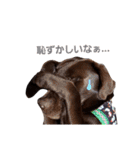 チョコラブ チョコちゃん第2弾（個別スタンプ：8）