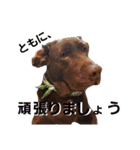 チョコラブ チョコちゃん第2弾（個別スタンプ：12）
