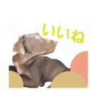チョコラブ チョコちゃん第2弾（個別スタンプ：13）