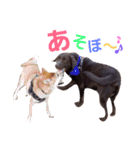 チョコラブ チョコちゃん第2弾（個別スタンプ：23）
