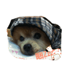 lovely Bubu（個別スタンプ：6）