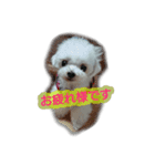 パセリ家（個別スタンプ：5）
