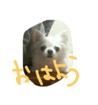 ケーキちゃんスタンプ（個別スタンプ：1）