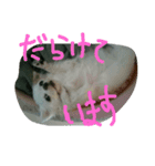 ケーキちゃんスタンプ（個別スタンプ：4）