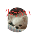 ケーキちゃんスタンプ（個別スタンプ：5）