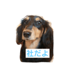 yashiro's stamp（個別スタンプ：1）