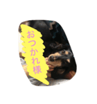 yashiro's stamp（個別スタンプ：7）
