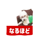 くぅたんです。宜しくお願いします。（個別スタンプ：1）