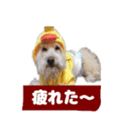 くぅたんです。宜しくお願いします。（個別スタンプ：2）