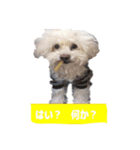 くぅたんです。宜しくお願いします。（個別スタンプ：8）
