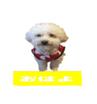 くぅたんです。宜しくお願いします。（個別スタンプ：9）