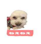 くぅたんです。宜しくお願いします。（個別スタンプ：12）
