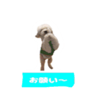 くぅたんです。宜しくお願いします。（個別スタンプ：13）