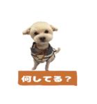 くぅたんです。宜しくお願いします。（個別スタンプ：15）