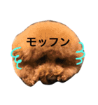 まんまるぽん太と妹のん3（個別スタンプ：12）