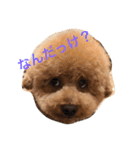 まんまるぽん太と妹のん4（個別スタンプ：8）