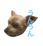 わんちゃん わんちゃん（個別スタンプ：7）