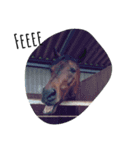 Funny horse and friends 2（個別スタンプ：1）