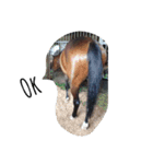 Funny horse and friends 2（個別スタンプ：9）