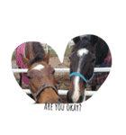 Funny horse and friends 2（個別スタンプ：13）