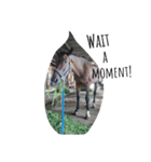 Funny horse and friends 2（個別スタンプ：14）
