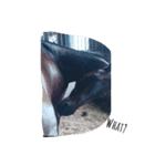 Funny horse and friends 2（個別スタンプ：16）
