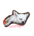 chihuahua riku（個別スタンプ：1）