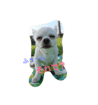 chihuahua riku（個別スタンプ：2）