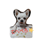 chihuahua riku（個別スタンプ：3）