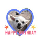 chihuahua riku（個別スタンプ：6）