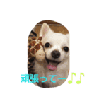 chihuahua riku（個別スタンプ：7）