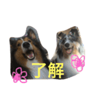 うちのシェルティ（個別スタンプ：3）