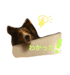 うちのシェルティ（個別スタンプ：4）