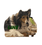 うちのシェルティ（個別スタンプ：11）
