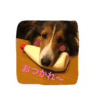 うちのシェルティ（個別スタンプ：13）