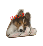 うちのシェルティ（個別スタンプ：21）
