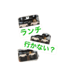 うちのシェルティ（個別スタンプ：24）
