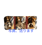 うちのシェルティ（個別スタンプ：30）