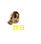 うちのシェルティ（個別スタンプ：33）