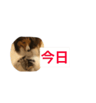 うちのシェルティ（個別スタンプ：34）