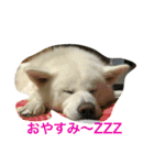 秋田犬 桃次郎と花子（個別スタンプ：1）