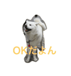 秋田犬 桃次郎と花子（個別スタンプ：3）