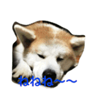 秋田犬 桃次郎と花子（個別スタンプ：4）