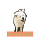秋田犬 桃次郎と花子（個別スタンプ：6）