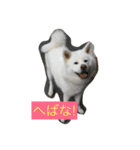 秋田犬 桃次郎と花子（個別スタンプ：7）