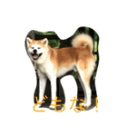 秋田犬 桃次郎と花子（個別スタンプ：8）